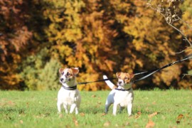 IMG 4504